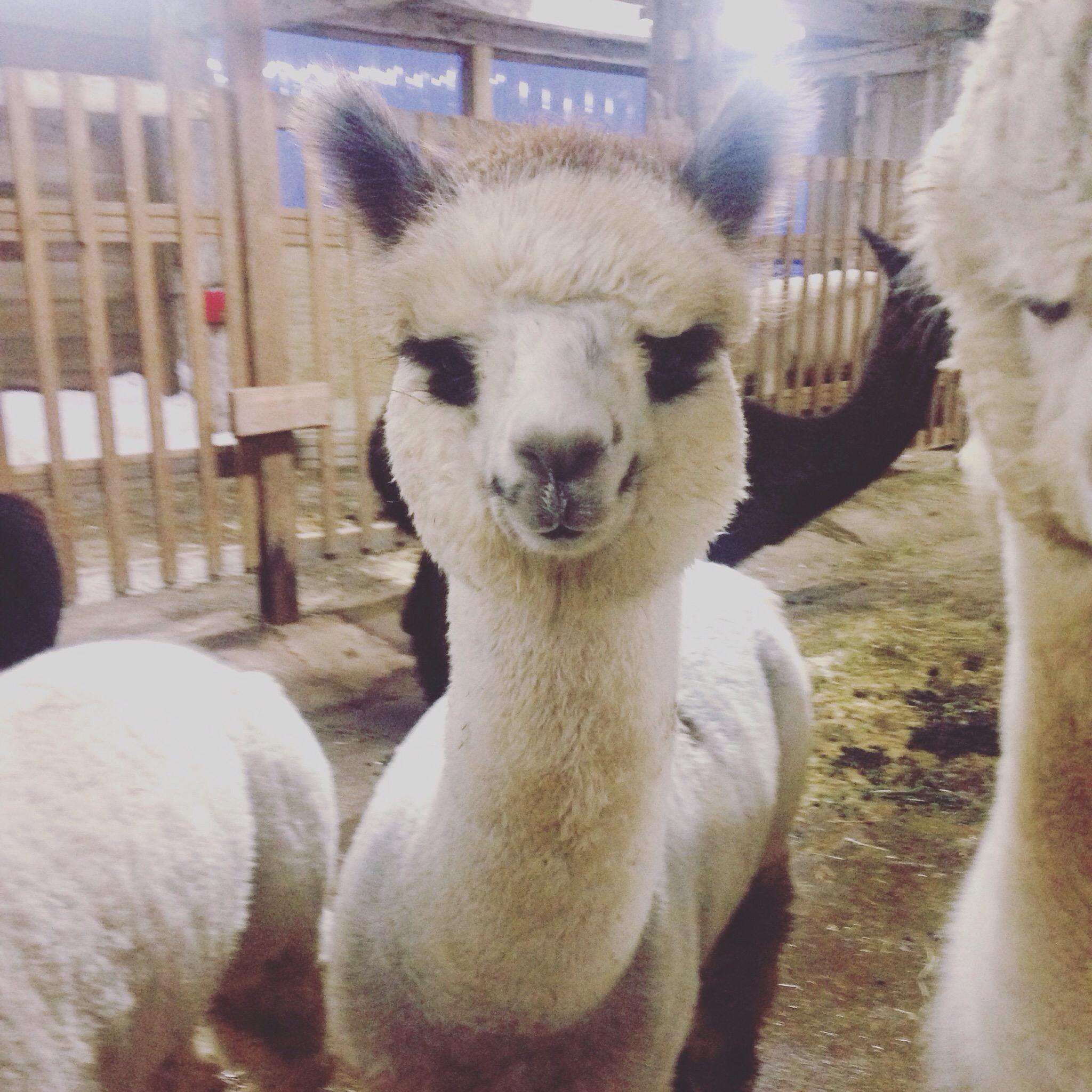 Sabamba Alpaca Ranch and Bed & Breakfast-官方