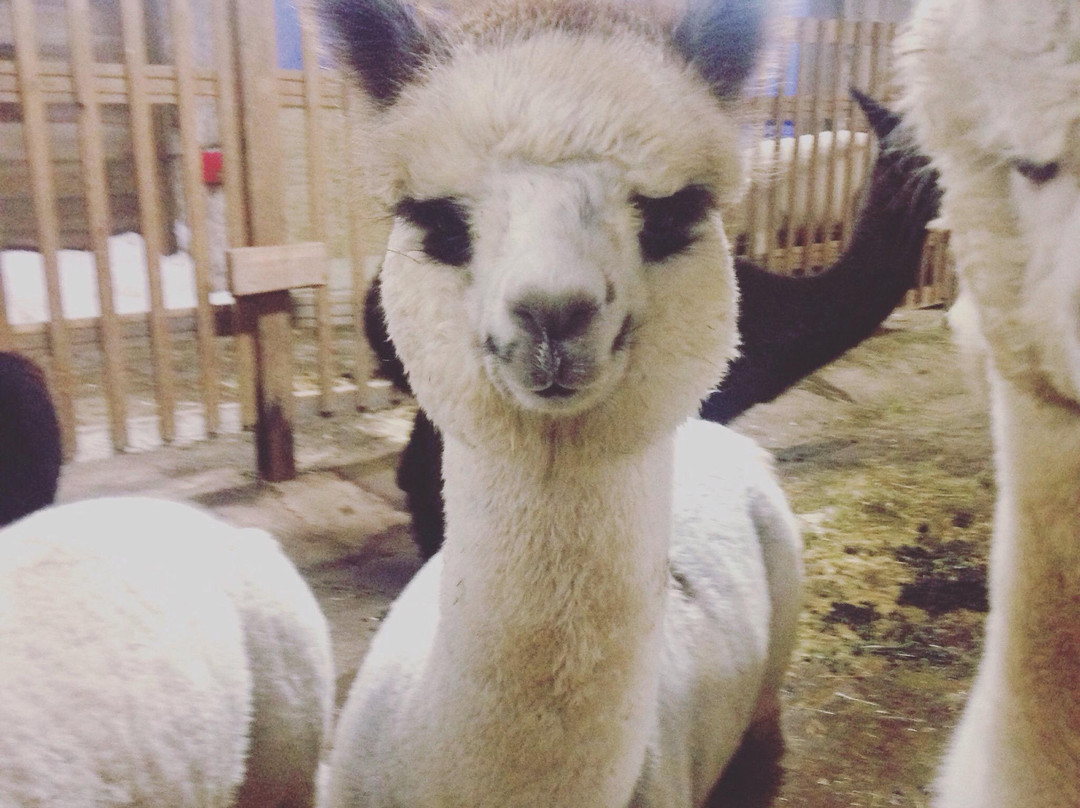 Morrison酒店住宿-Sabamba Alpaca Ranch and Bed & Breakfast