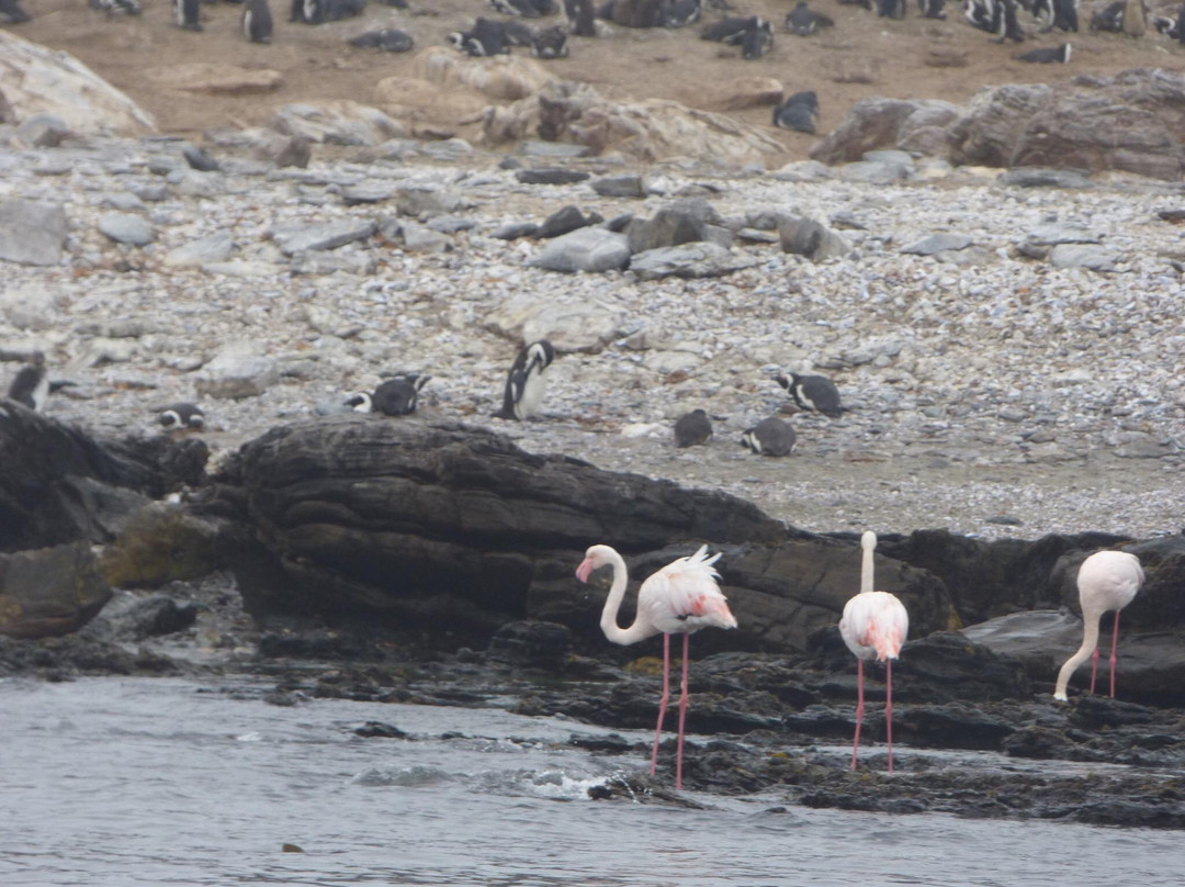 Zeepaard Boat Tours-吕德里茨必去景点