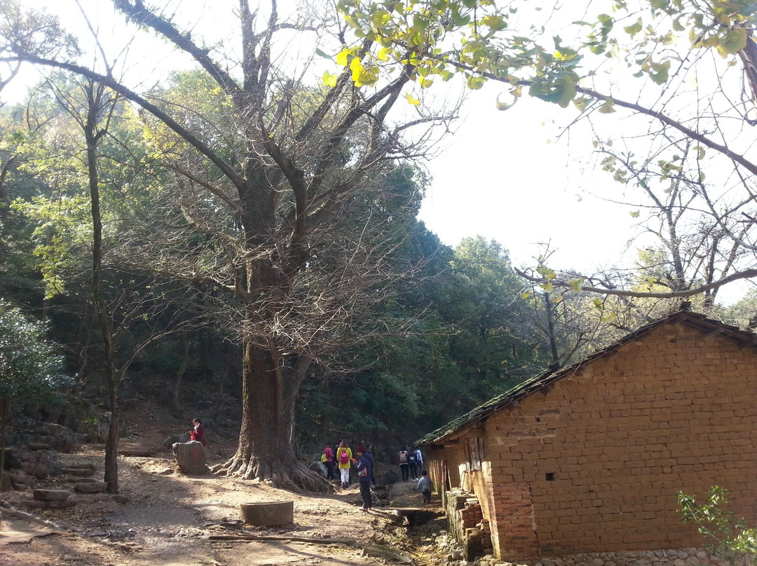 海洋银杏林田园-灵川县必去景点