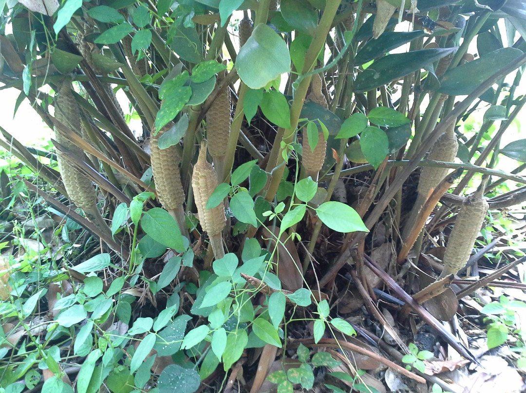 Tar Nim Waterfall-Na Mueang必去景点