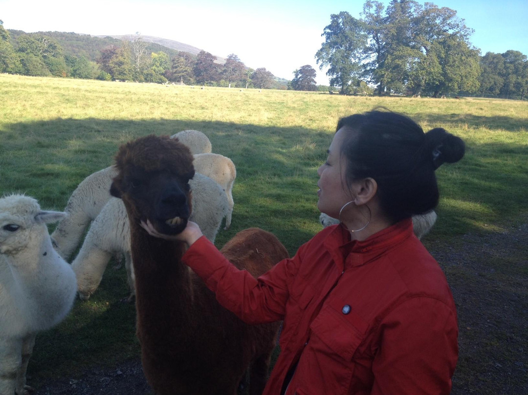 Alpacaly Ever After景点图片