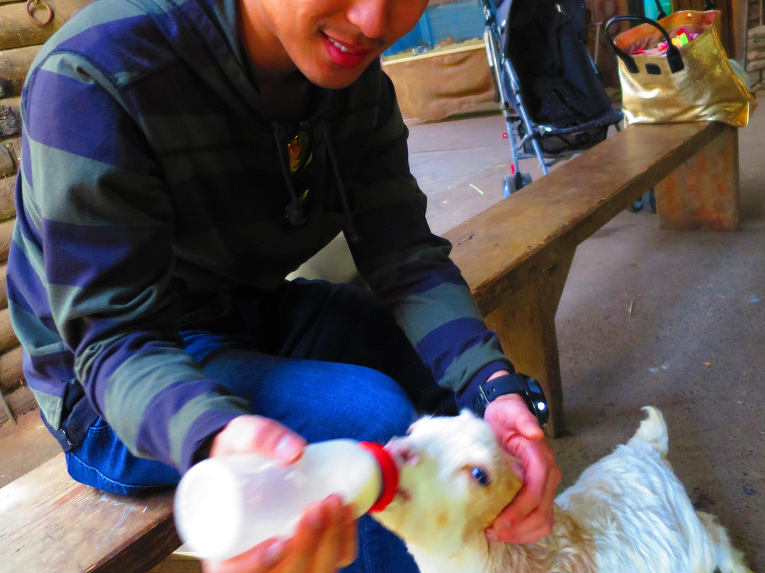 Golden Ridge Animal Farm景点图片