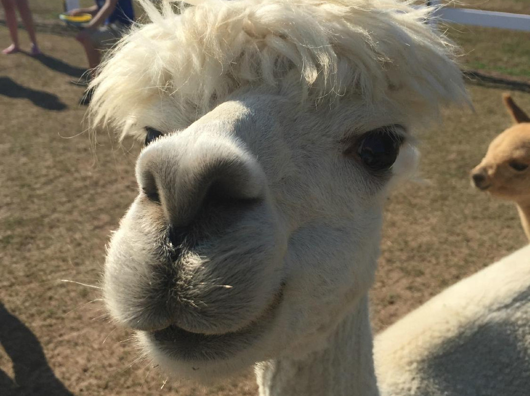 LondonDairy Alpacas-Two Rivers必去景点