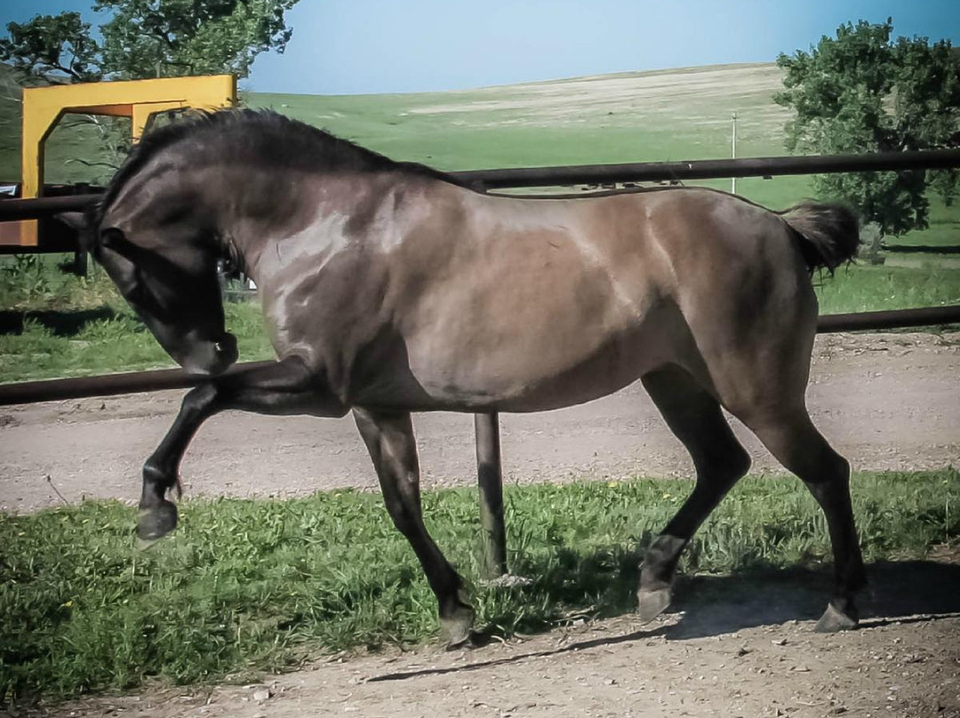 Windcross Conservancy-Buffalo Gap必去景点