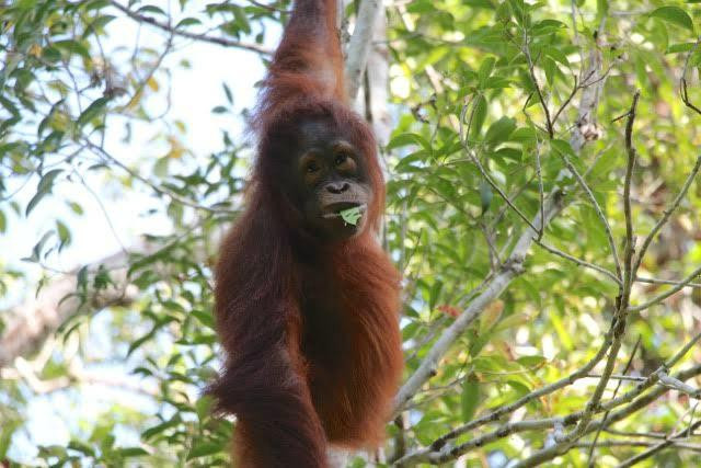 Yobel Alam Tours Orangutan Tanjung Puting-Pangkalan Bun必去景点