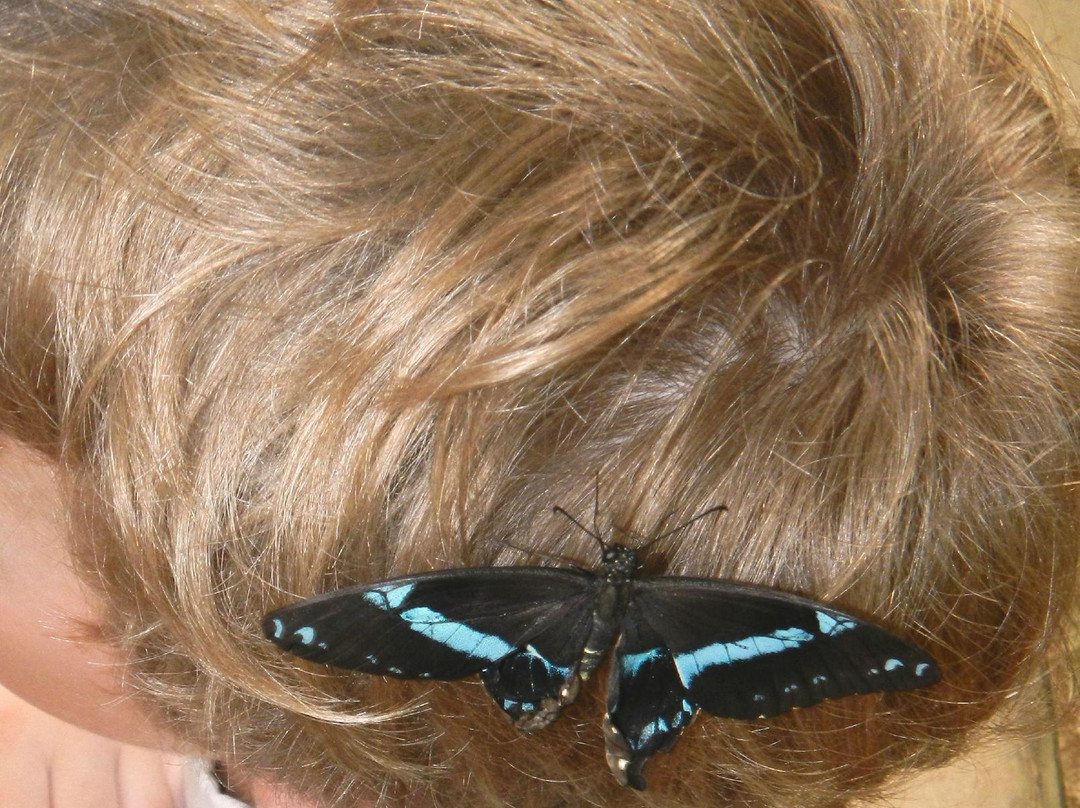 发现花园-达拉斯必去景点