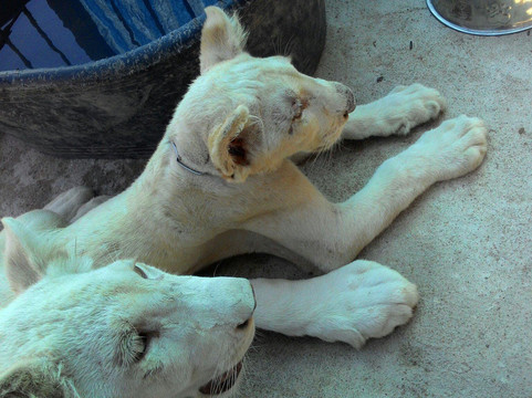 Phutien Resort主图