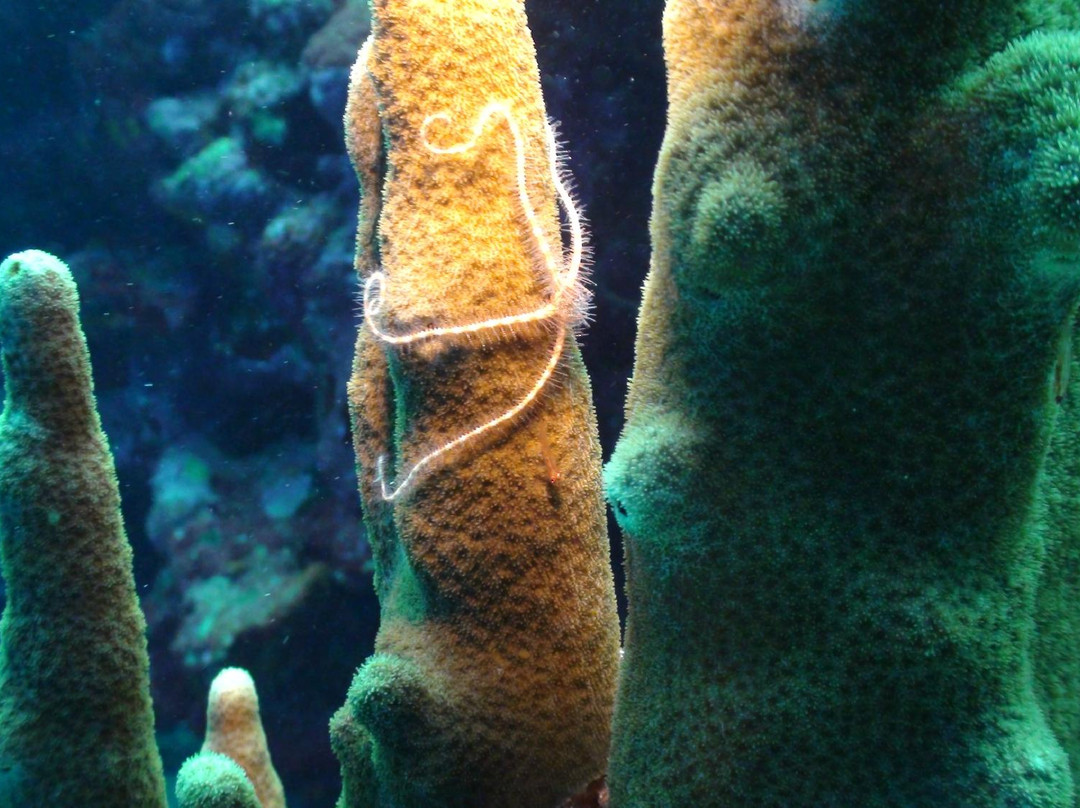 Beyond the Reef景点图片