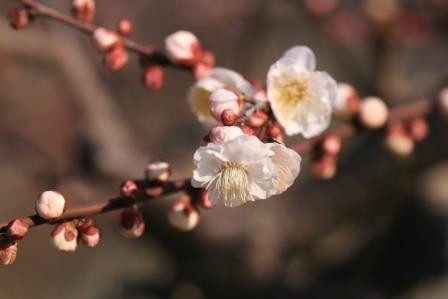 Anpachihyakubaien-安八町必去景点