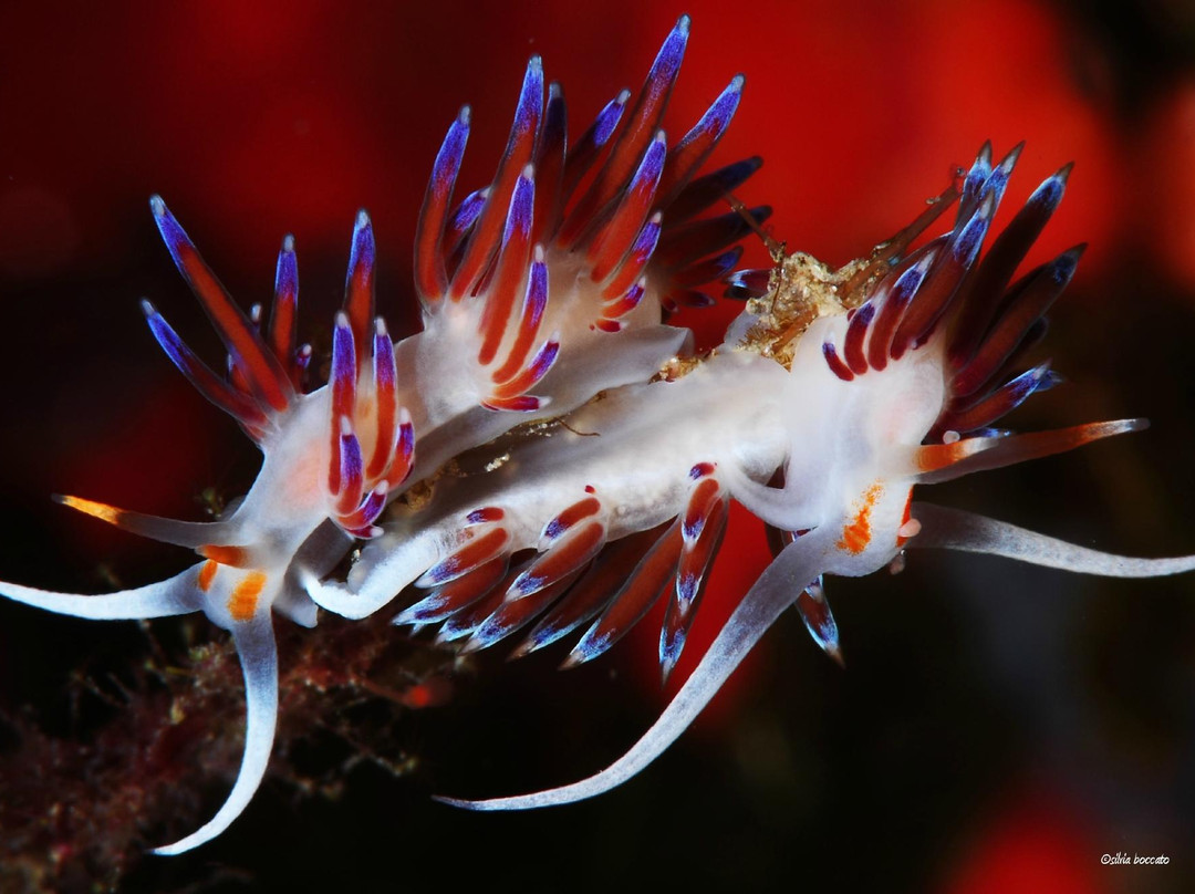 Diving in Elba Biodola景点图片
