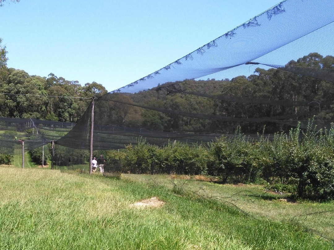 Clyde River Berry Farm景点图片
