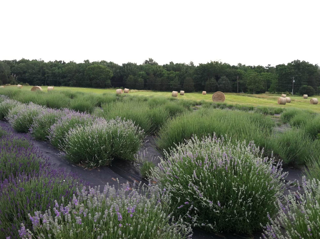 Seven Oaks Lavender Farm-Catlett必去景点