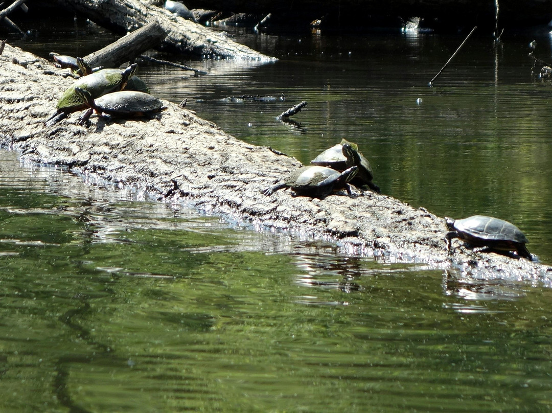 Concord River-康科德必去景点