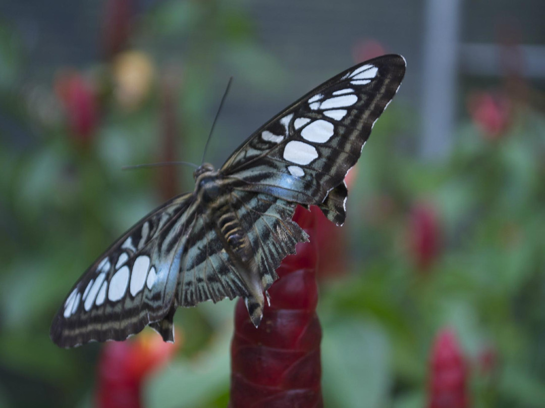 Doi Saket Orchid Farm-雷沙革必去景点