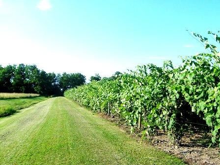 Hosmer Winery景点图片