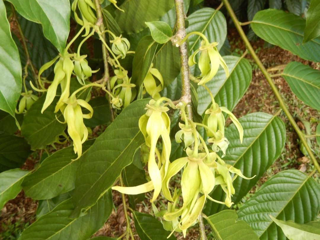 Jardin Botanique de Coconi-Ouangani必去景点
