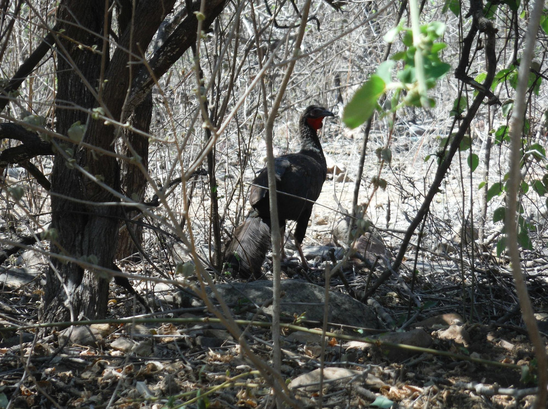 Chaparri Reserve-Chongoyape必去景点