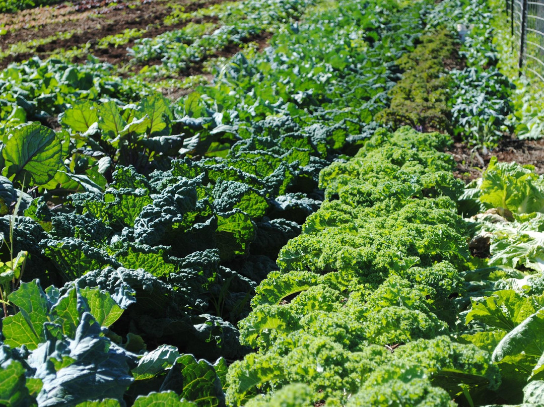 Kupa'a Farms-库拉必去景点