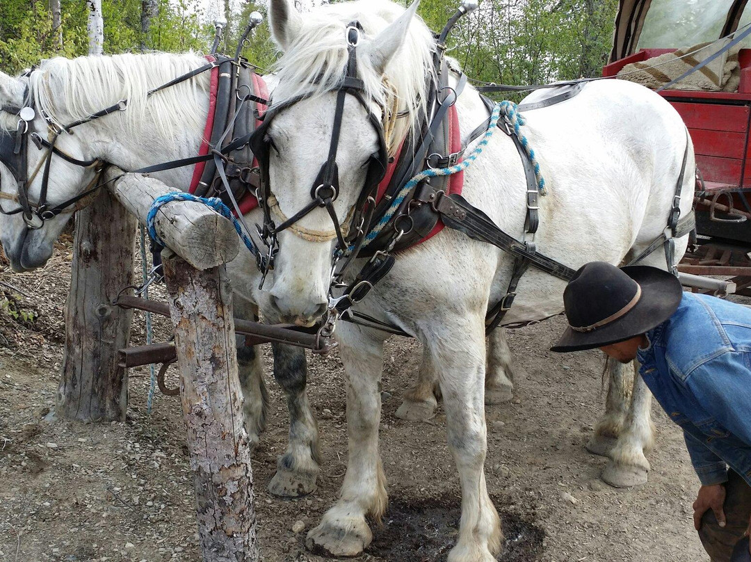 D & S Alaskan Trail Rides-塔尔基特纳必去景点