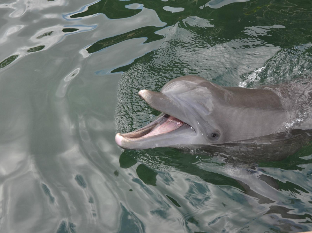 寻访海豚-瓦胡岛必去景点