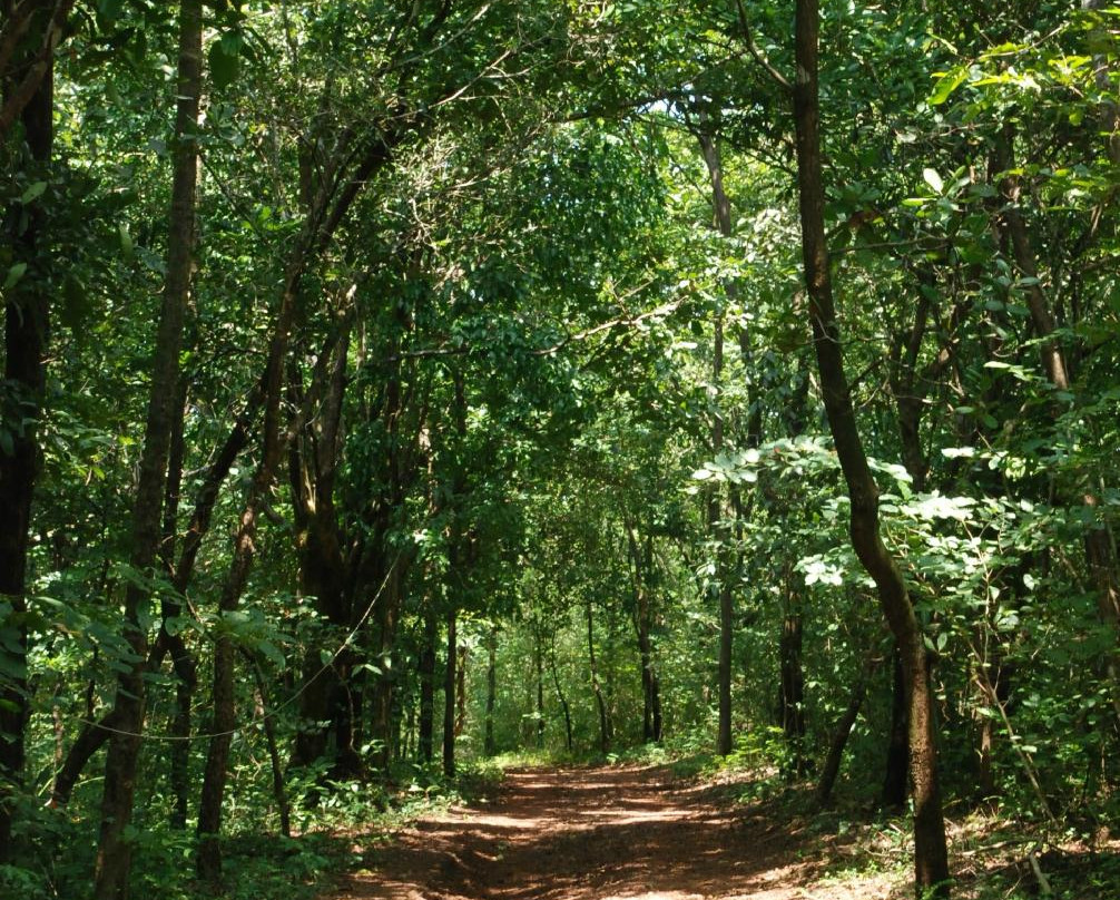 Kareem's Forest Park景点图片