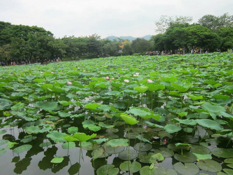 洪湖公园-深圳市必去景点