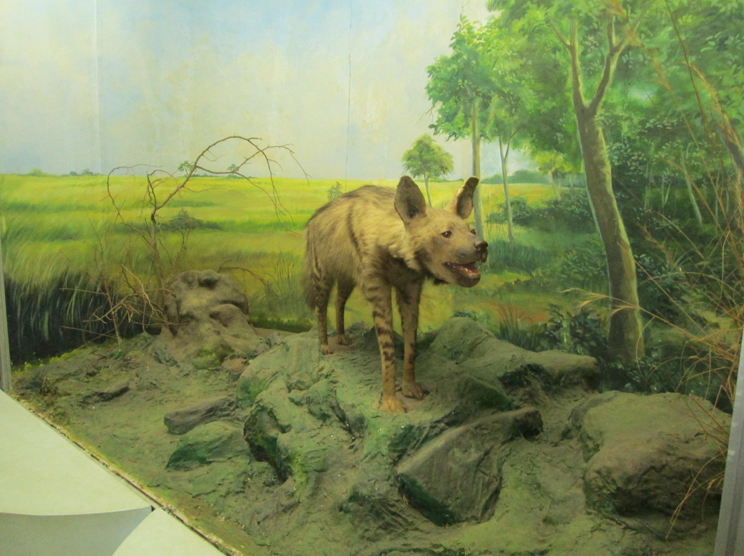 Regional Museum of Natural History景点图片