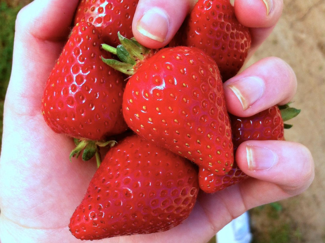 Beechworth Berries景点图片