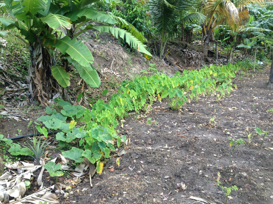 Cot Trail-蒙特塞拉特必去景点