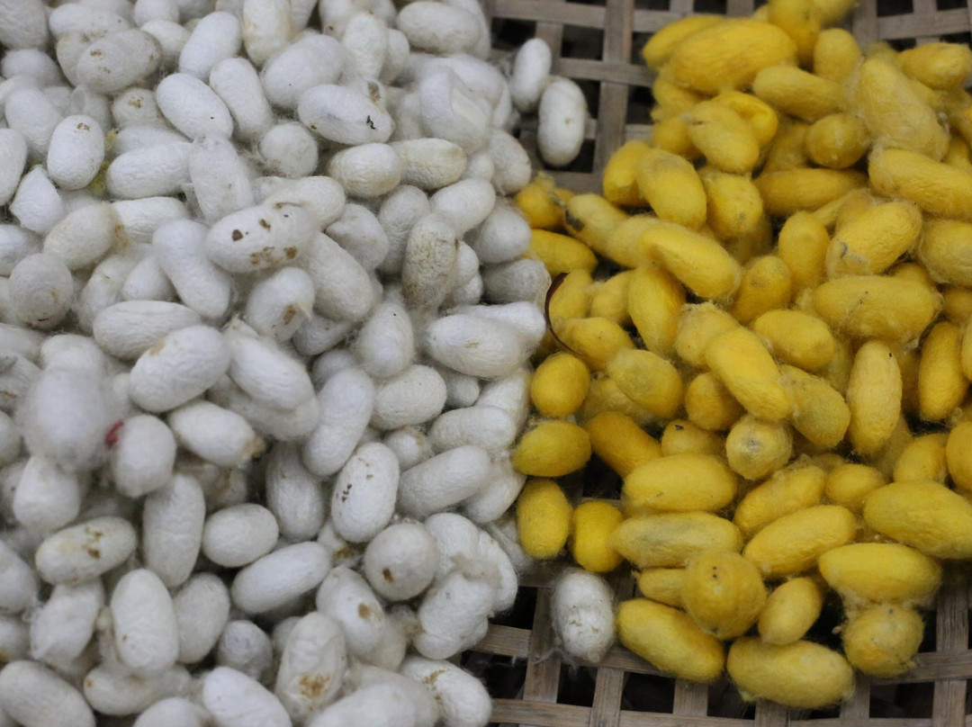 Silk Village Hoi An - The Tourist-Cam Pho必去景点