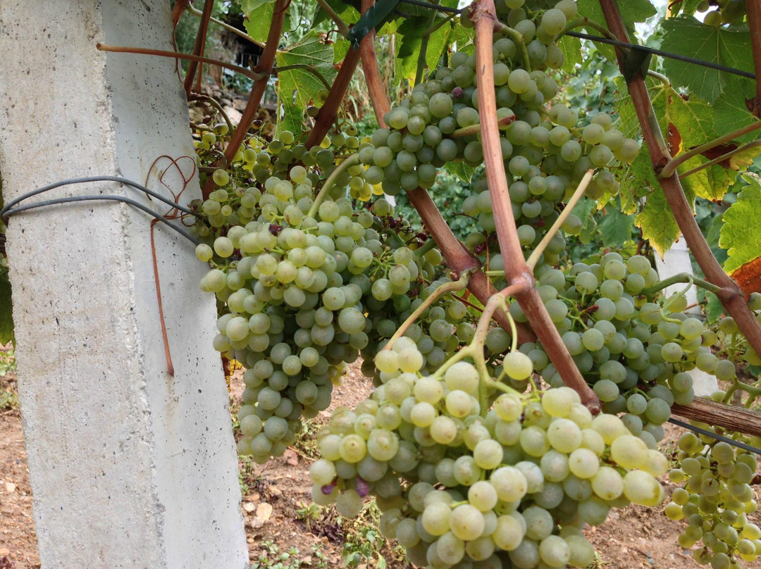 Bodegas Val de Souto景点图片