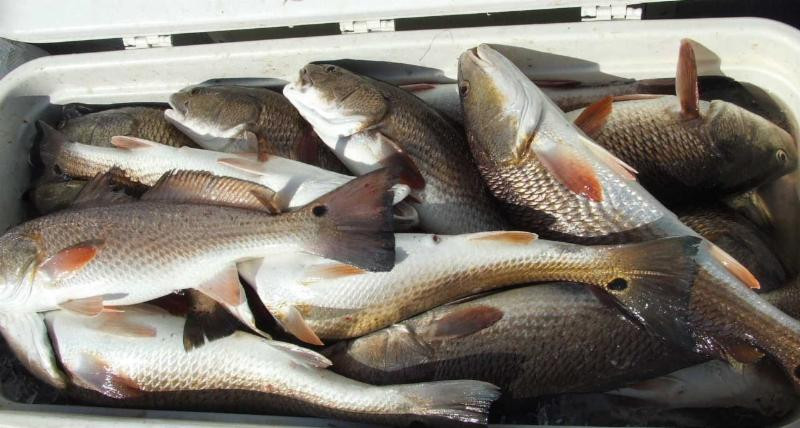South Louisiana Redfishing景点图片