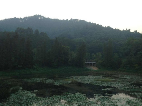 大夫山森林公园-广州市必去景点