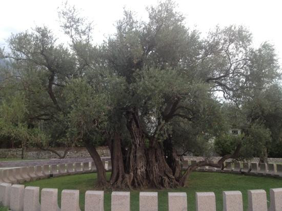 Stara Maslina-Tomba必去景点