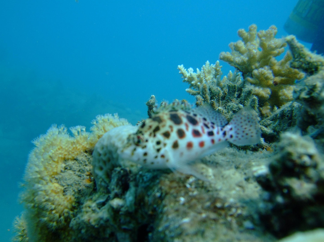 African Divers Nuweiba-努威巴必去景点