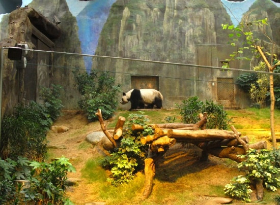 熊猫世界景点图片