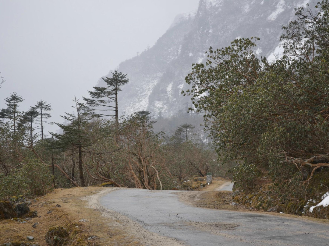 Shingba Rhododendron Sanctuary-甘托克必去景点