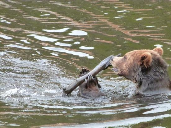 Fortress of the Bear-锡特卡必去景点