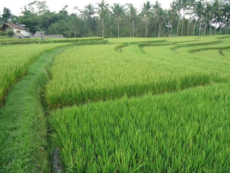 Kelusa Village Experience-阿比安塞马尔必去景点