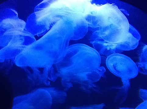 太平洋海底世界博览馆-北京市必去景点