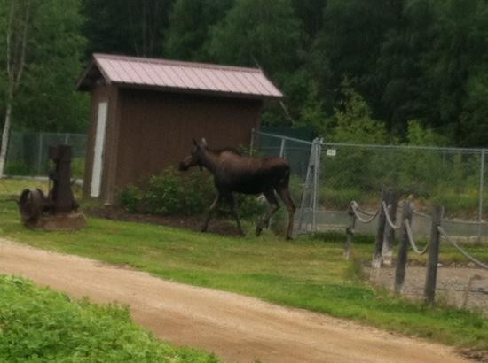 Chena River State Recreation Area-费尔班克斯必去景点