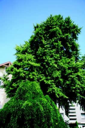 Hotel Villa Luise主图