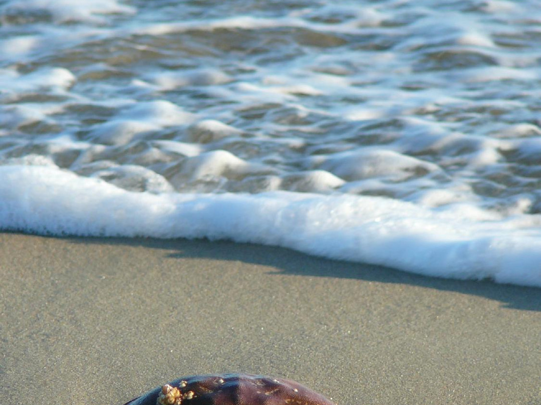 Limantour Beach景点图片
