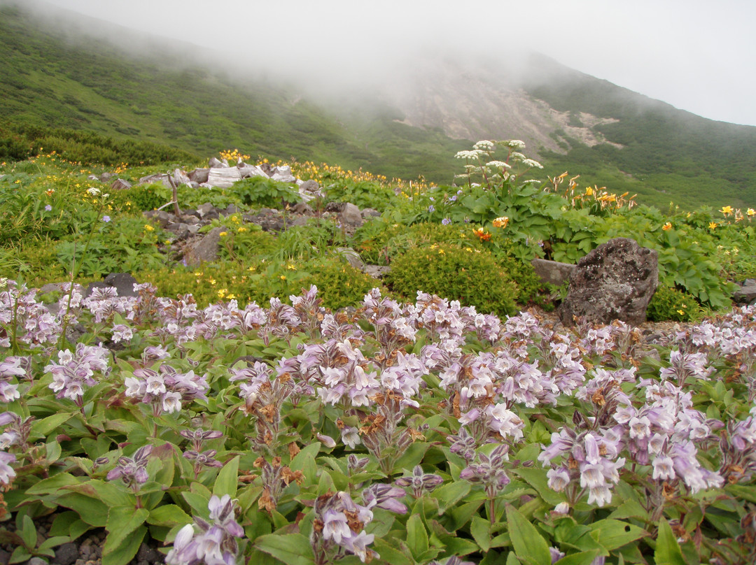 Mountain Guide Coyote-俱知安町必去景点