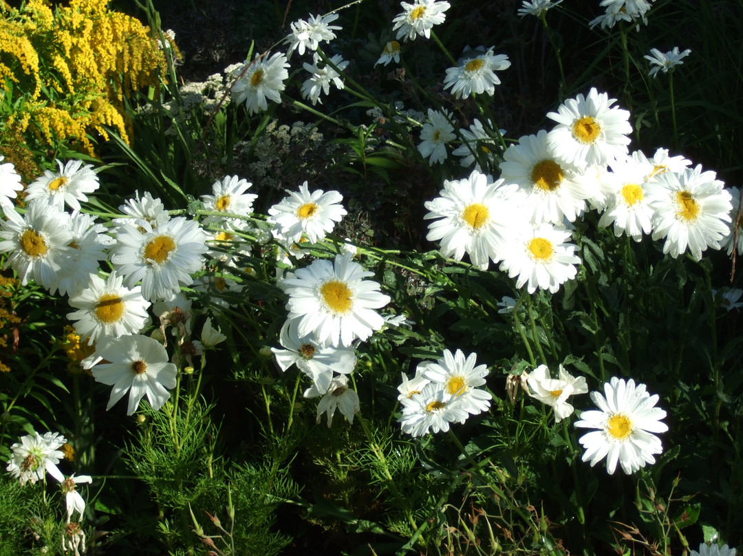 Betty Ford Alpine Gardens景点图片