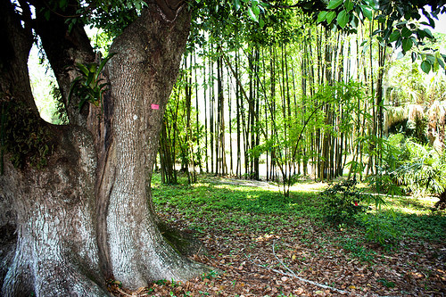哈里花园-奥兰多必去景点