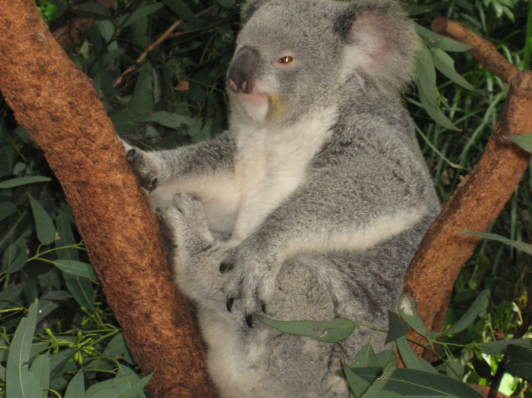 Koala Park Sanctuary景点图片