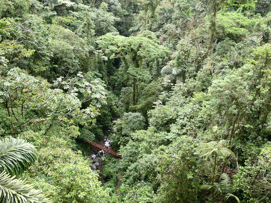 Arenal Hanging Bridges景点图片