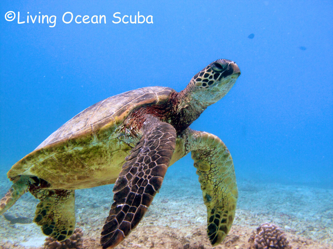 Living Ocean Tours-火奴鲁鲁必去景点